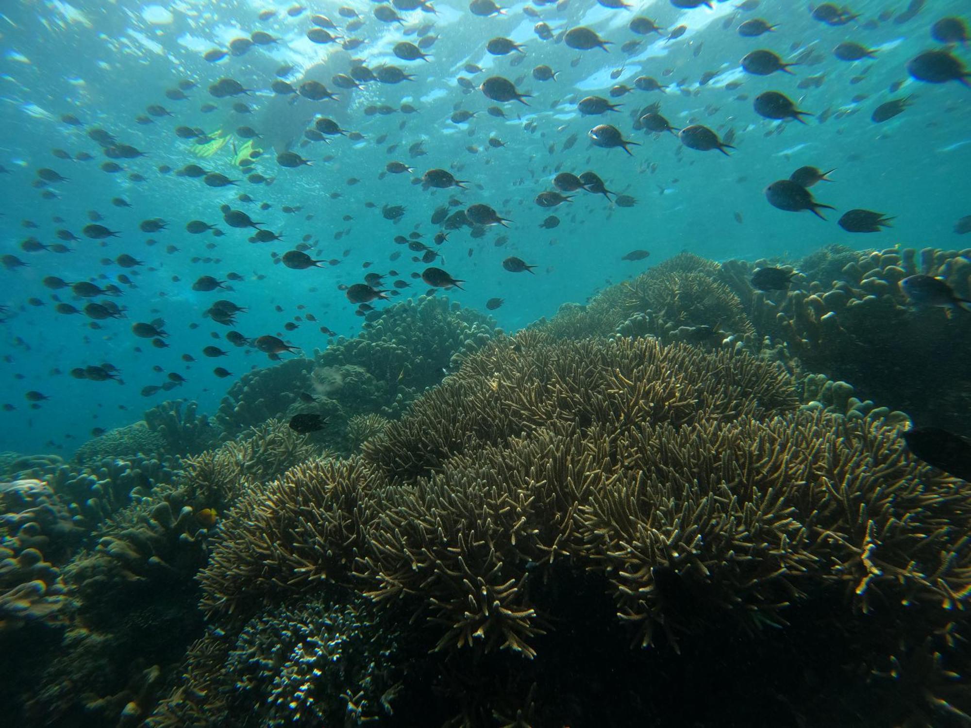 4 Sisters Divers Bunaken Exterior foto