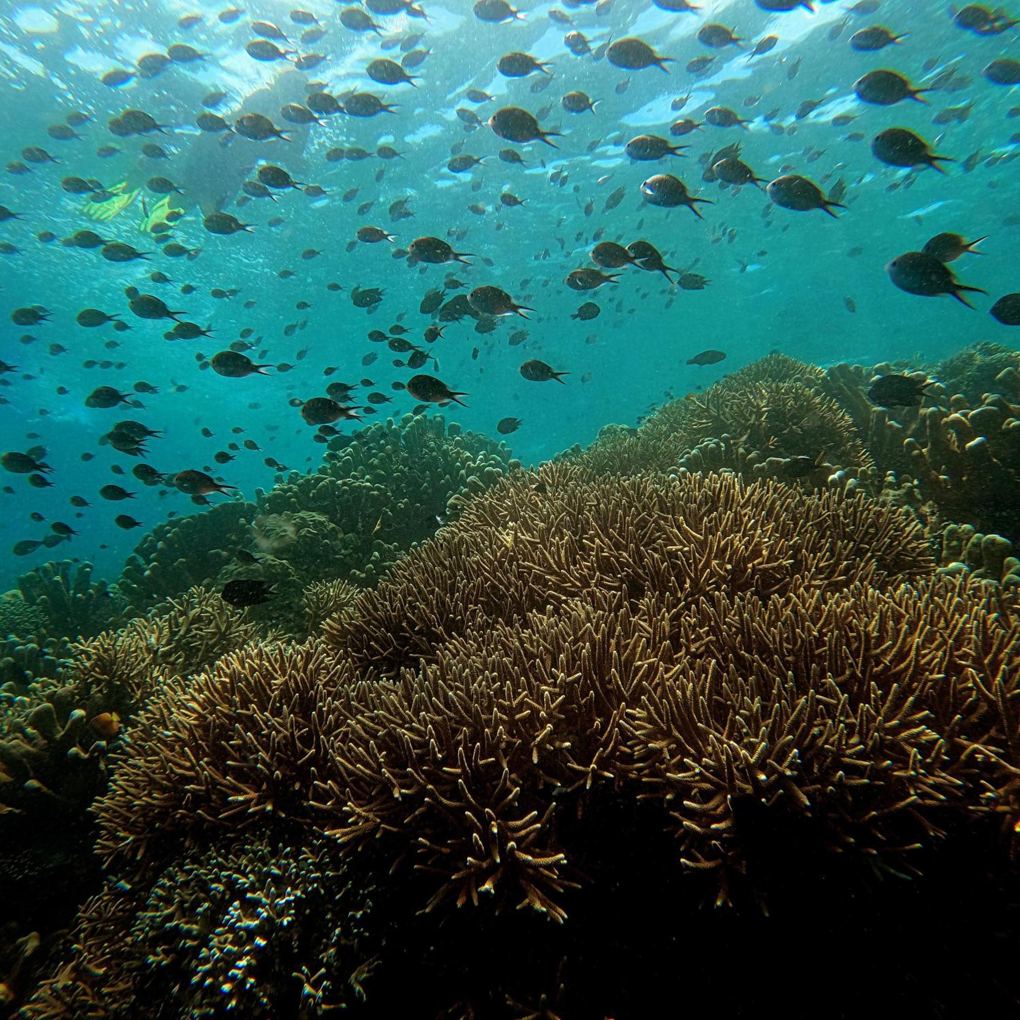 4 Sisters Divers Bunaken Exterior foto