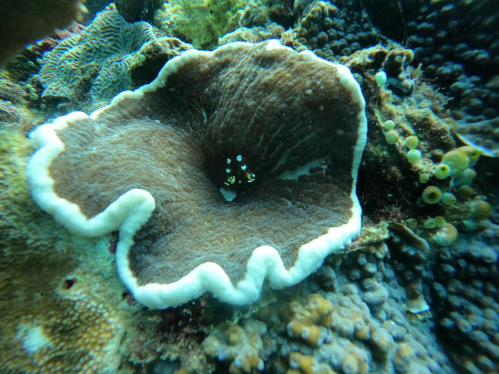4 Sisters Divers Bunaken Exterior foto