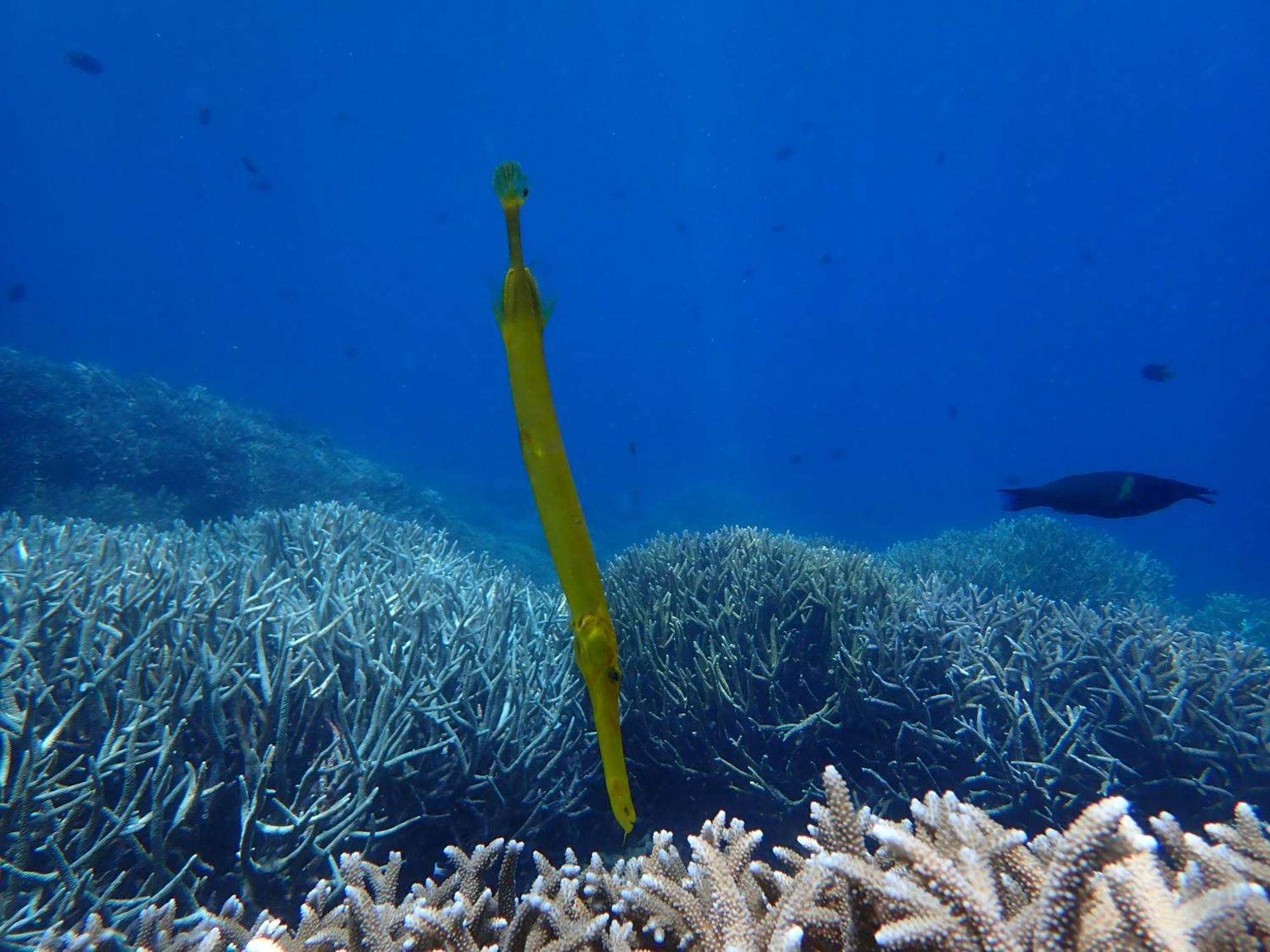 4 Sisters Divers Bunaken Exterior foto