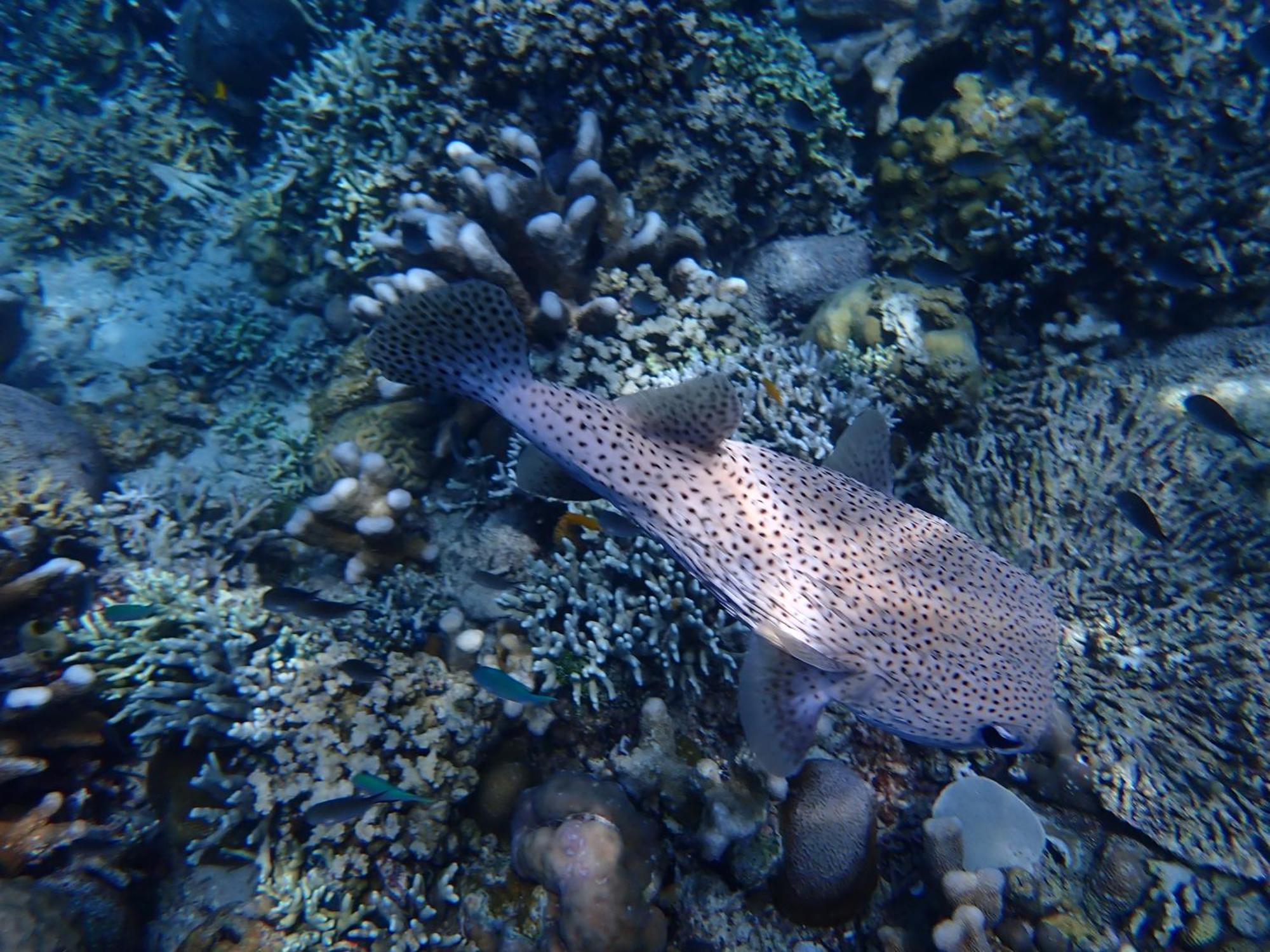 4 Sisters Divers Bunaken Exterior foto
